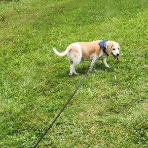 water bottle pattern for easy dog walking